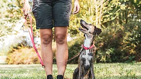 Pet-Friendly Places in Pensacola